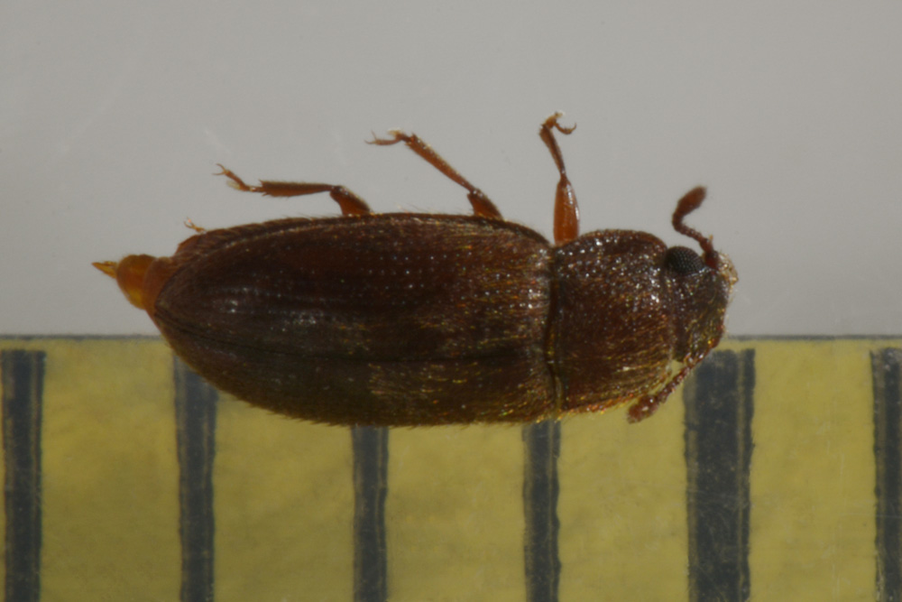 Diplocoelus fagi - Biphyllidae
